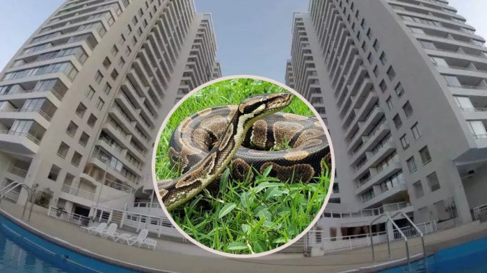 Alerta y pánico colectivo: Dueña y vecinos buscan a pitón que escapó desde departamento en Valparaíso