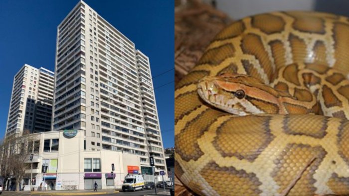 ¿Dónde está la pitón? Autoridades se desdicen y afirman que no han encontrado a serpiente perdida en Valparaíso