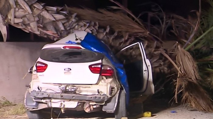 Dos hombres fallecieron tras chocar contra una palmera en Puente Alto: Habrían ido en exceso de velocidad