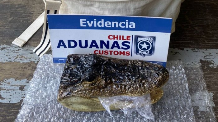 Espeluznante hallazgo: Encontraron cabeza de yacaré en mochila de turista en Chile