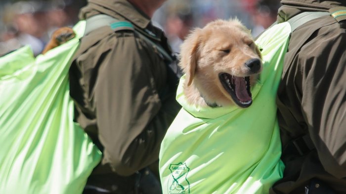 Adorables: Estos son los 16 cachorros que se robaron las miradas en la Parada Militar 2024