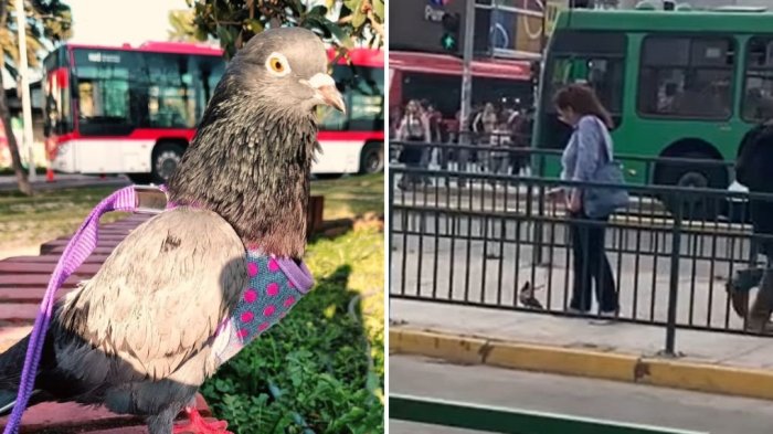 Se viralizó en TikTok: La tierna historia de Octavio, el palomo que pasea con arnés por Maipú