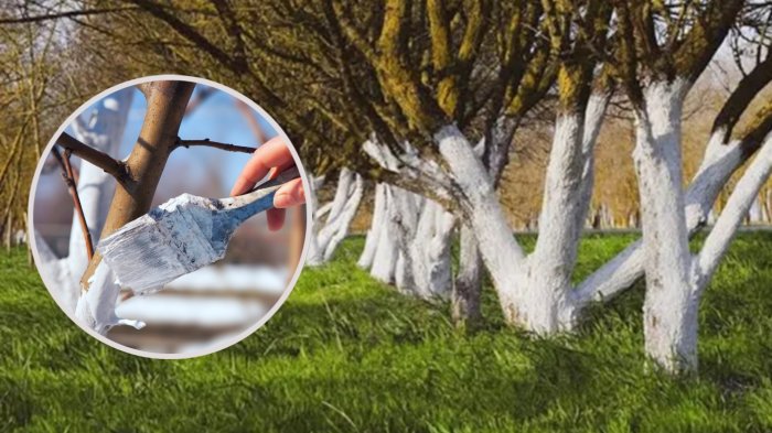 Misterio develado: ¿Por qué algunos árboles se pintan de blanco?