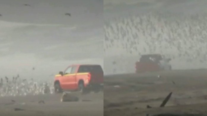 Denuncian a conductor por atropello de aves y sus nidos en playa de Valparaíso