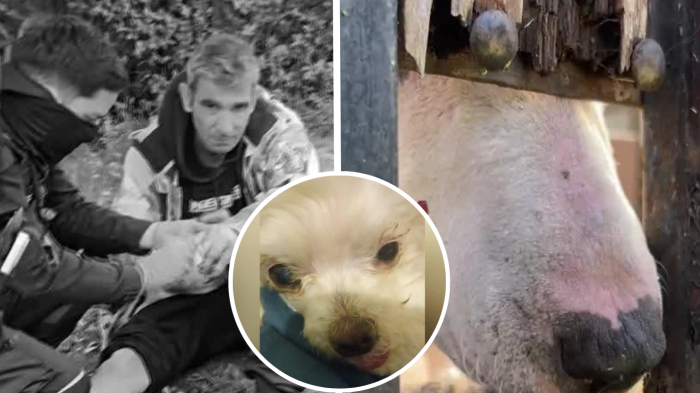 Denuncian de tenencia irresponsable de mascota: Bull terrier escapó de su casa y mató al perro del vecino