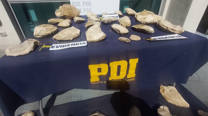 PDI incautó 150 piezas paleontológicas de hace 500 millones de años: Detenido las tenía como decoración en su patio