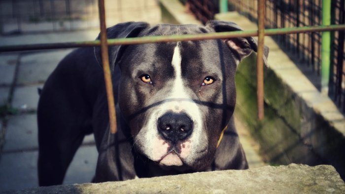 Tragedia en Vallenar: Niña de 1 año y ocho meses murió tras ser atacada por pitbull