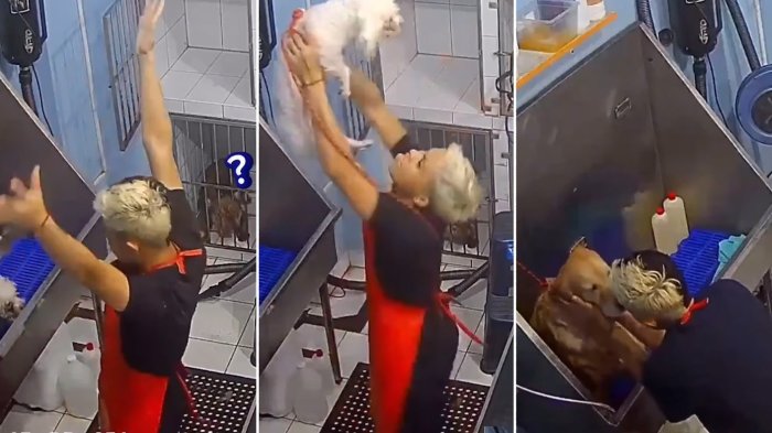 ¡Baile incluido! Joven se vuelve viral por especial manera de tratar a los animales en su trabajo