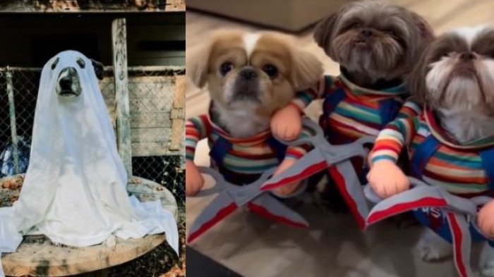 3 ideas de disfraces para tus mascotas en Halloween que son virales en redes sociales