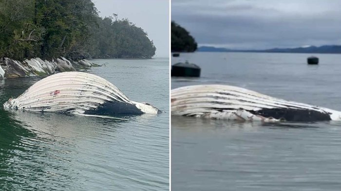Gobierno denunció muerte de ballenas jorobadas en áreas protegidas cercanas a salmoneras