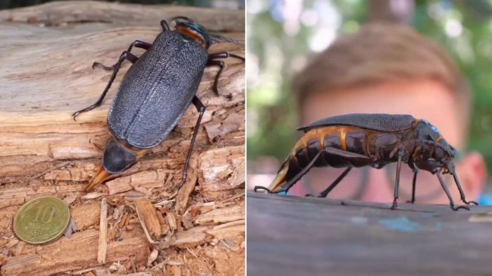 ¡Emocionante noticia! Escarabajo más grande de Chile reaparece en Viña tras incendios forestales