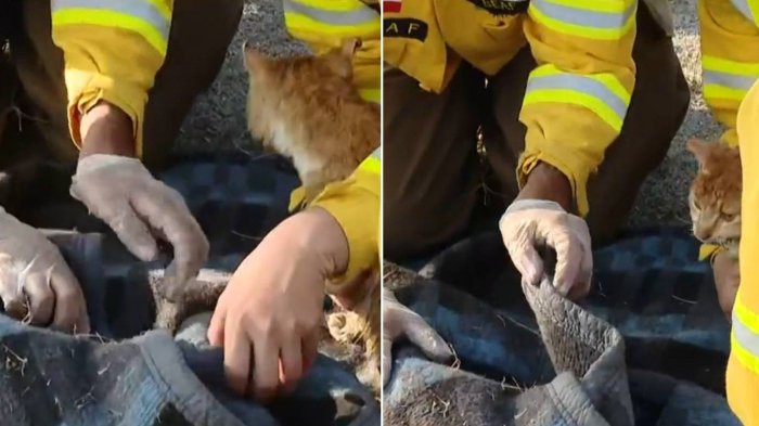 El momento en que rescatistas salvaron a gatito tras incendio en toma de La Florida