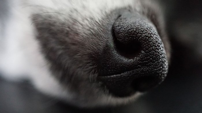 Denuncian a hombre en Hualpén por ataques sexuales reiterados contra perrita pastora alemán