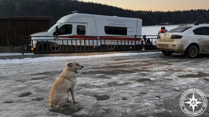 Imagen de perrita esperando por cuatro días a su amo fallecido en Rusia da la vuelta al mundo