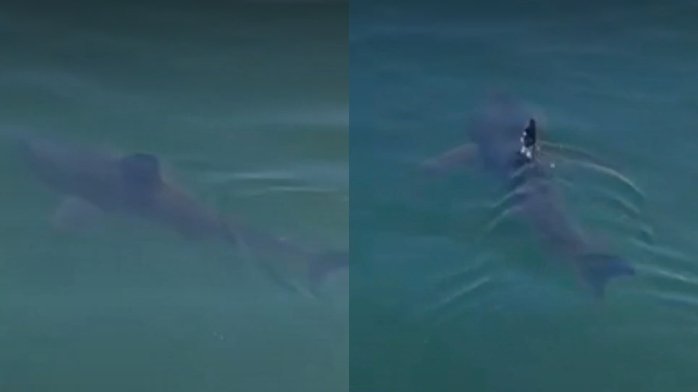 Residentes están asombrados: Insólito registro de tiburón en costa chilena