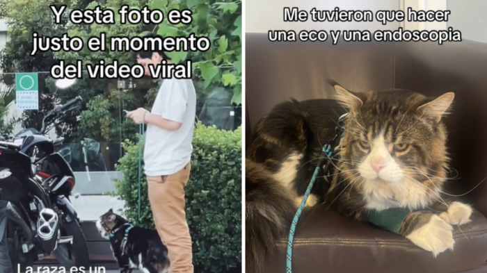 Revelan complejo momento del gato “gigante” que se viralizó en Vitacura: “Estuve dopado”