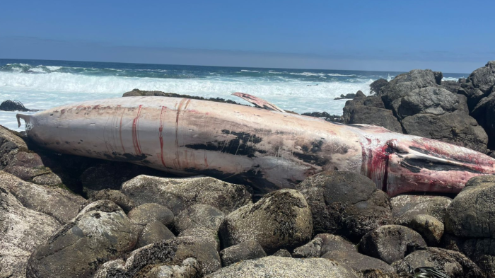 Encuentran ballena muerta en playa de Isla Negra y se presume ataque de tiburones