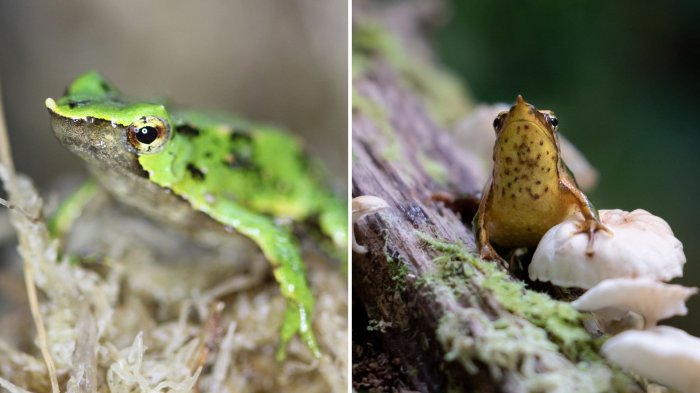 Ranitas de Darwin son evacuadas a Londres para su rescate: Presencia de hongo las extingiría