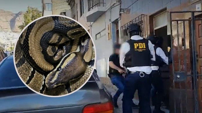 Insólito hallazgo de la PDI: Sicarios amedrentaban con una pitón en Antofagasta