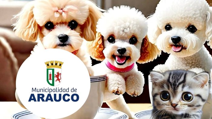 Hackean página de Facebook de la Municipalidad de Arauco: Se llenó de fotos de perritos y gatitos