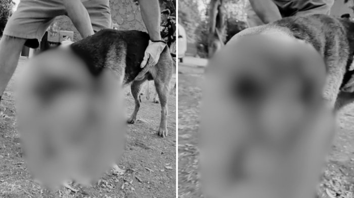 Grave caso de maltrato animal: Sujeto atacó a un perro con un machete en Talagante