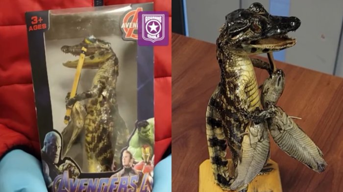 Buscaban ingresarlo a Chile: Incautan yacaré bebé embalsamado y escondido en una caja de juguetes