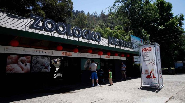 Caída de árbol en jaula de chimpancés obligó a evacuar Zoológico Nacional