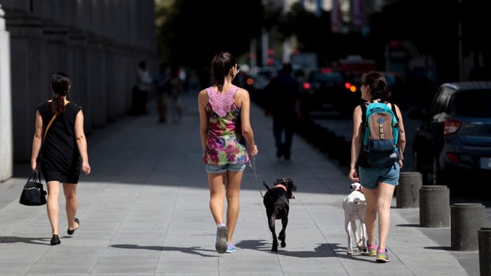 Por temperaturas sobre 37 grados: Estas son las recomendaciones para cuidar a tus mascotas del calor