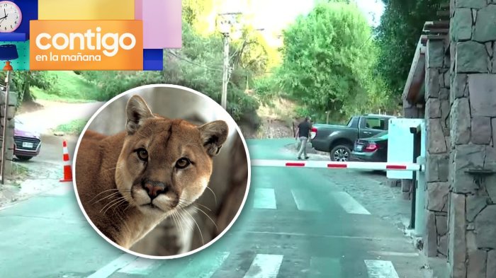 Vecinos en alerta: Puma suelto y su cría habrían atacado mascotas en Lo Barnechea