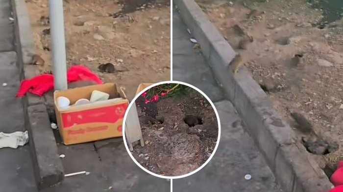 “¡Oh, qué increíble!”: Viralizan gran nido de ratas a un costado del río Mapocho