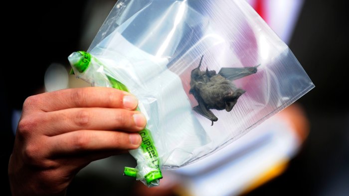 Primer caso de rabia en murciélago en La Serena: Animal fue encontrado en establecimiento educacional