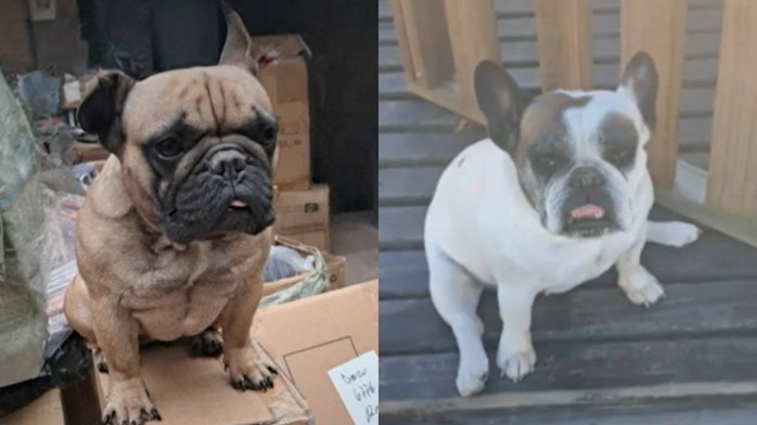 Destacan la importancia del chip en mascotas: Encuentran dos de cuatro perros sustraídos en robo