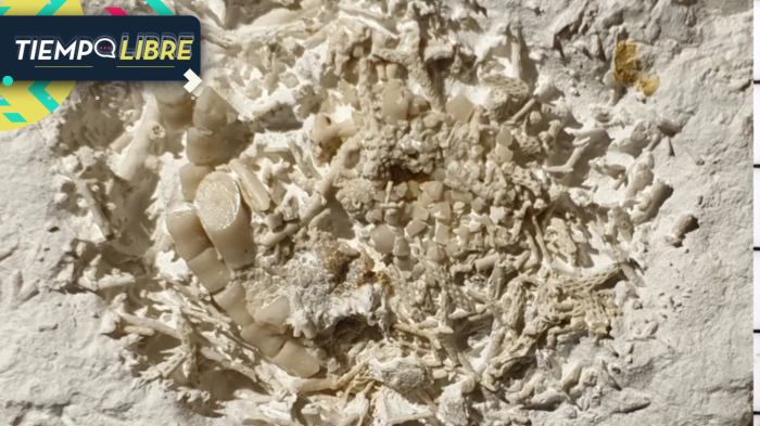 Encuentran vómito fosilizado en Dinamarca: Tendría 66 millones de años