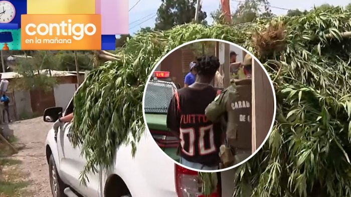 Ciudadela ilegal en Talagante: Encuentran gran plantación de marihuana en medio de demolición