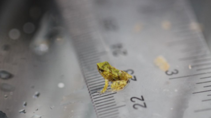 Nacen 33 ranitas de Darwin en Londres: Huevos fueron rescatados de Chiloé en histórica iniciativa
