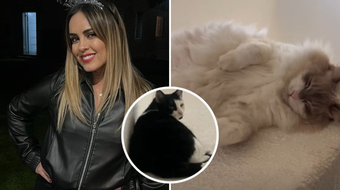 “Si llegase a caer…”: Maura Rivera recibió críticas por polémico video de sus gatos y esto respondió
