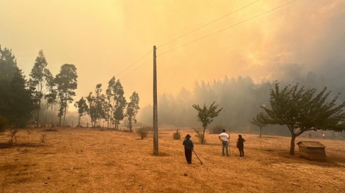 Reportan incendio forestal en Purén: Senapred ordenó evacuar la zona