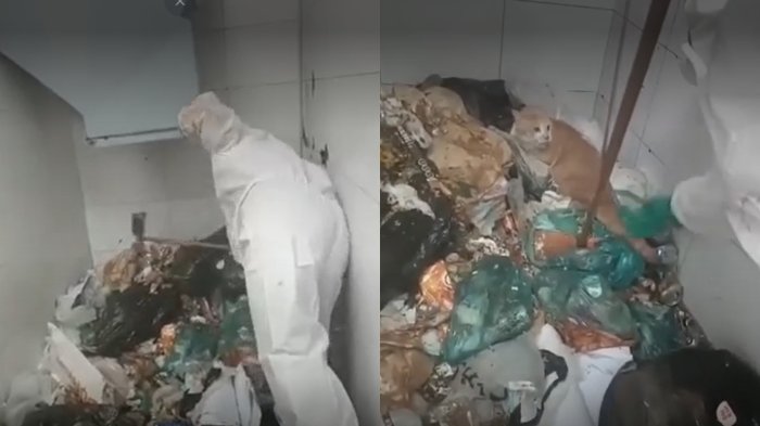 Denuncian maltrato animal: Gato fue arrojado por ducto de basura en edificio de San Miguel