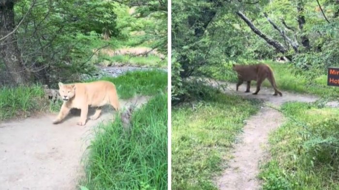 VIDEO | Encuentro Inesperado: Turista brasileña se topó con puma en Torres del Paine
