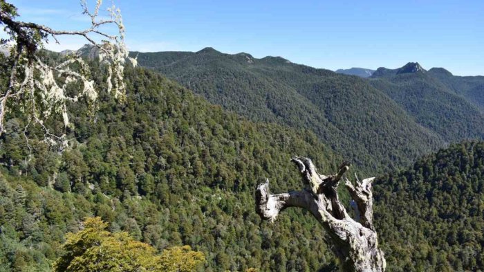 Preocupación en Los Ríos por desaparición de guía y 3 adultos mayores en Parque Nacional Alerce Costero