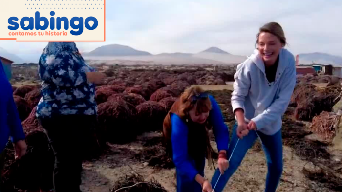 Mujeres de Mar: Emilia Daiber viajó hasta caleta Obispito Norte para conocer la extracción de algas