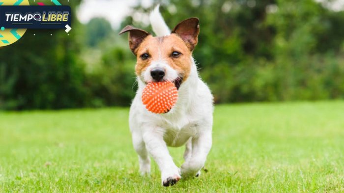 Jugar y abrazar a tu perro podría reducir drásticamente tu estrés y mejorar la salud