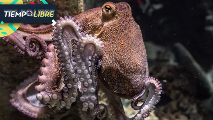 ¿Demasiado inteligentes? Buscan prohibir criaderos de pulpos en Oregón por insólita razón