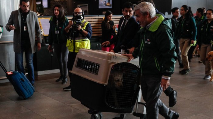 Crece debate por pasajeros que viajan en avión con mascotas: ¿Qué ocurre en esos casos?