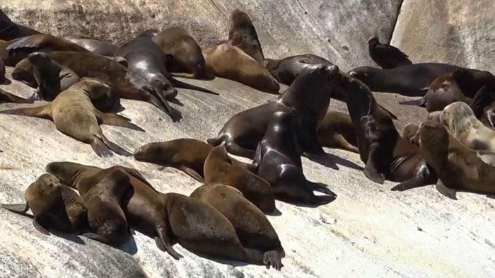 La silenciosa guerra contra los lobos marinos: Especie enfrenta graves amenazas de sectores productivos