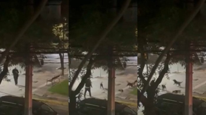 “A mi hija la atacaron cinco”: Jaurías de perros callejeros atemorizan a vecinos de Lo Barnechea