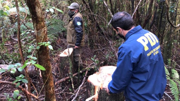 Encuentran cadáver en zona rural de Valdivia en medio de búsqueda de bioquímico desaparecido hace 12 días