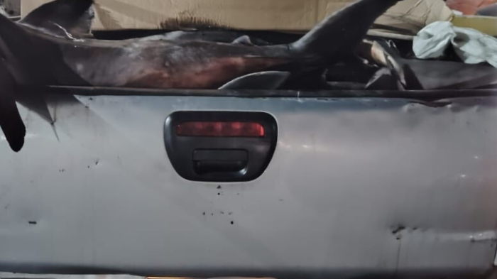 ¡Pesaba 528 kilos! Descubren un tiburón en el Terminal Pesquero Metropolitano