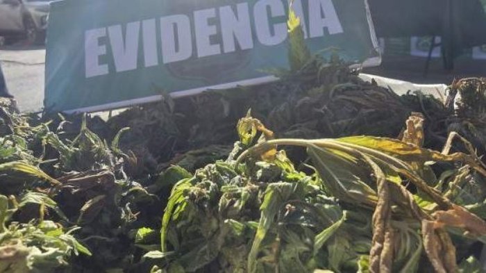 Histórico decomiso en Valle del Elqui: Carabineros incautó más de 9.000 plantas de marihuana