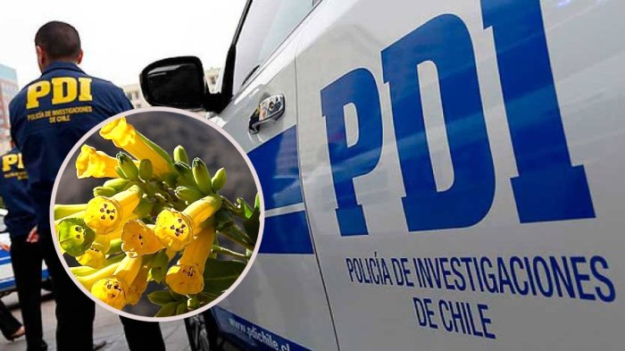 Quería hacer una ensalada: Hombre consume planta del patio de su casa y muere intoxicado en la región de Valparaíso